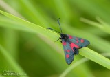 Burnet Moth 02_07_06_2